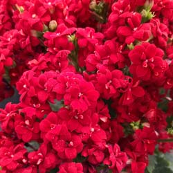 Kalanchoe  fleurs rouges